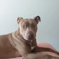Preston Animal Hospital ico
