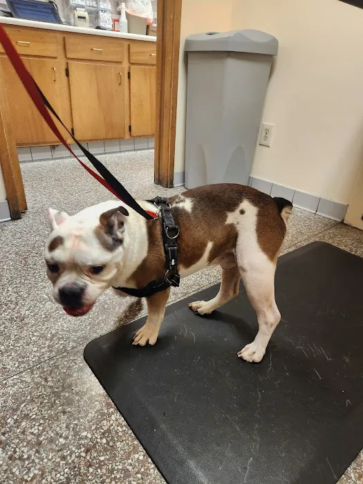 Shively Animal Clinic & Hospital: Cohn Rachel DVM Picture 2