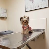 Shively Animal Clinic & Hospital ico