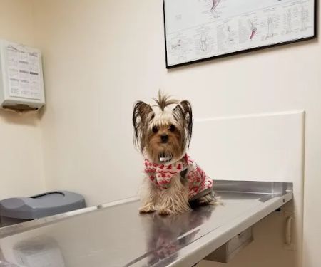 Shively Animal Clinic & Hospital
