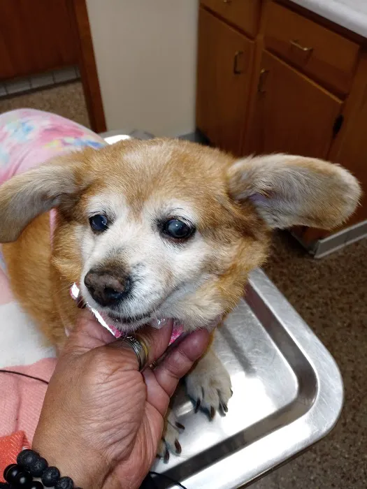 Shively Animal Clinic & Hospital Picture 2