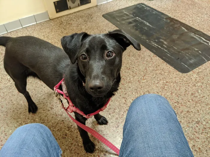 Shively Animal Clinic & Hospital Picture 7