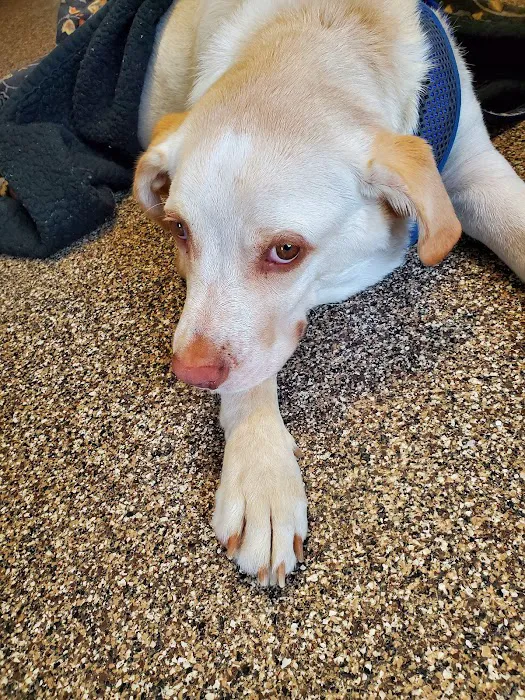 Edwardsville Animal Clinic Picture 5