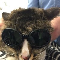 Edwardsville Animal Clinic ico
