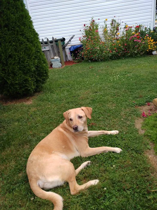 Georgetown Veterinary Clinic Picture 2