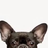 Georgetown Veterinary Clinic ico