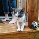 Unleashed Veterinary Care