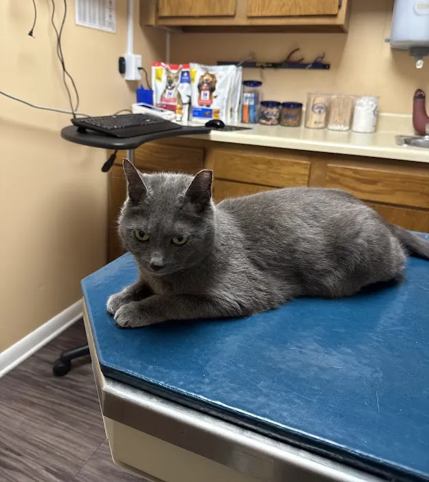 Unleashed Veterinary Care Picture 3
