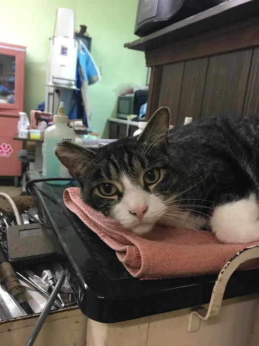 La Grange Animal Hospital Picture 3