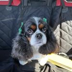 Countryside Animal Hospital: La Grange Veterinarian