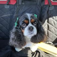 Countryside Animal Hospital: La Grange Veterinarian ico