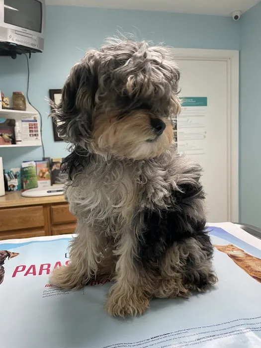 Countryside Animal Hospital: La Grange Veterinarian Picture 3