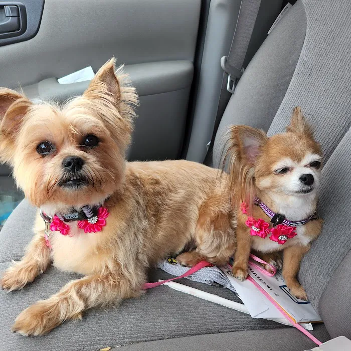 Oldham County Veterinary Services, LLC Picture 4