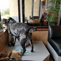 Jefferson Animal Hospital Fern Creek ico