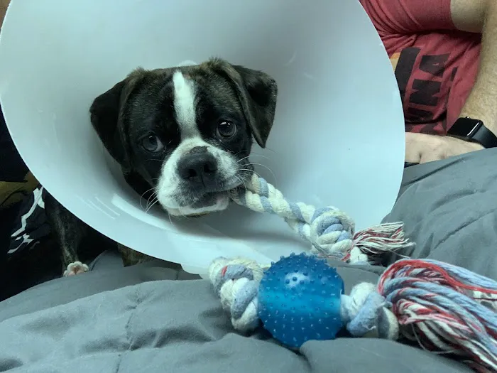 Jefferson Animal Hospitals Picture 1