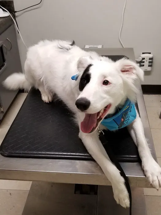 Fegenbush Lane Animal Clinic Picture 2