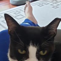 Fegenbush Lane Animal Clinic ico