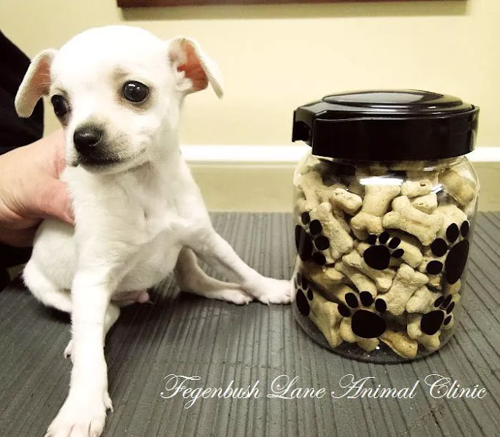Fegenbush Lane Animal Clinic Picture 5