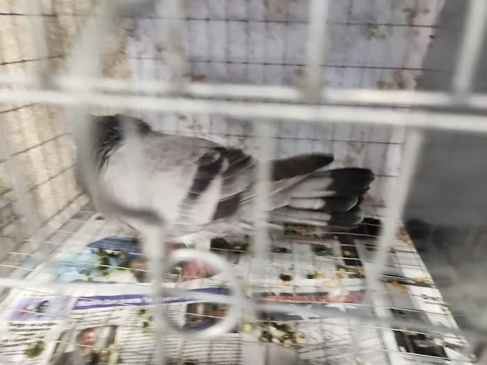 Soria Petshop Picture 10