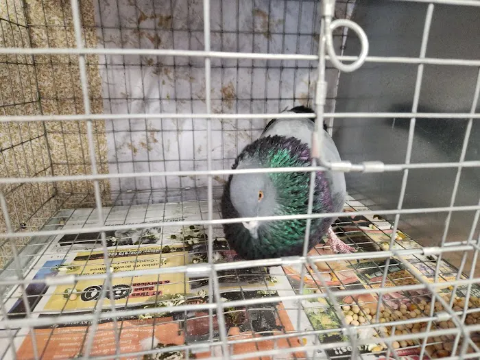 Soria Petshop Picture 6