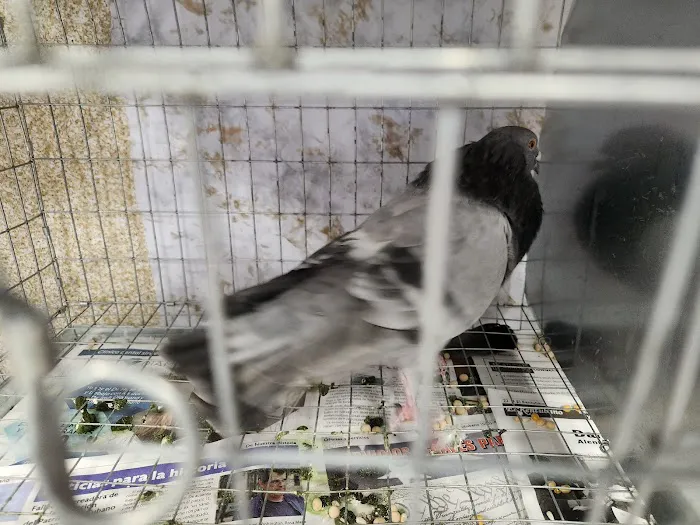 Soria Petshop Picture 5