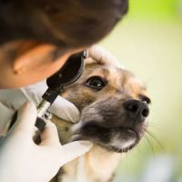 Banfield Pet Hospital ico