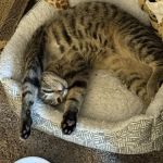 Jefferson Animal Hospital & Regional Emergency Center