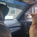 Davis Animal Clinic