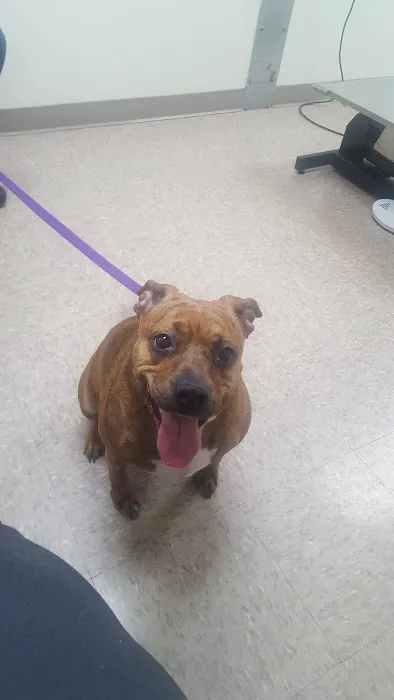 Davis Animal Clinic Picture 6