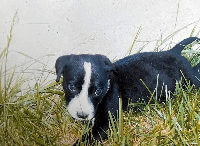 Davis Animal Clinic Picture 10
