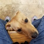 Gailor Animal Hospital: Herre Adam DVM