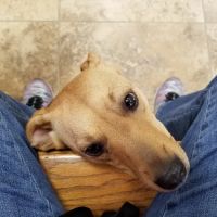 Gailor Animal Hospital: Herre Adam DVM ico