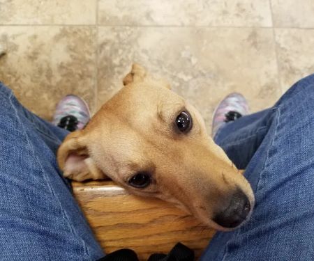 Gailor Animal Hospital: Herre Adam DVM