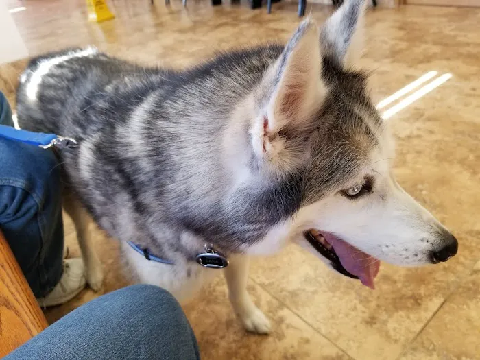 Gailor Animal Hospital: Herre Adam DVM Picture 5