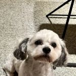 Gailor Animal Hospital