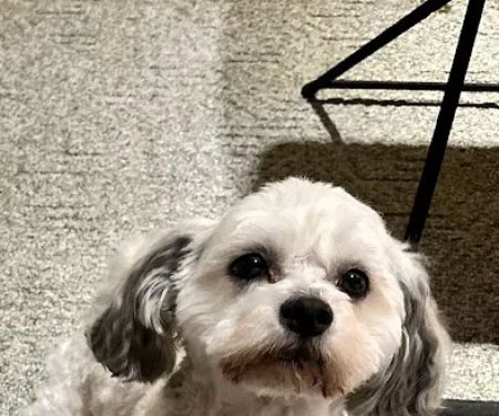 Gailor Animal Hospital