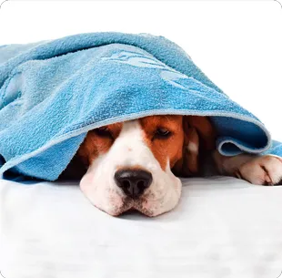 All About Pets Animal Hospital Picture 5