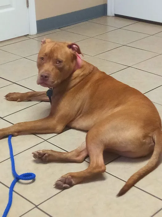 All About Pets Animal Hospital Picture 1