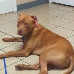 All About Pets Animal Hospital