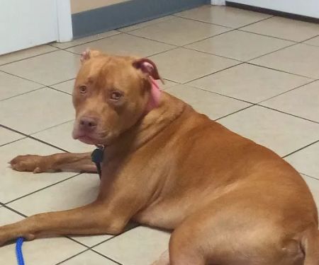 All About Pets Animal Hospital