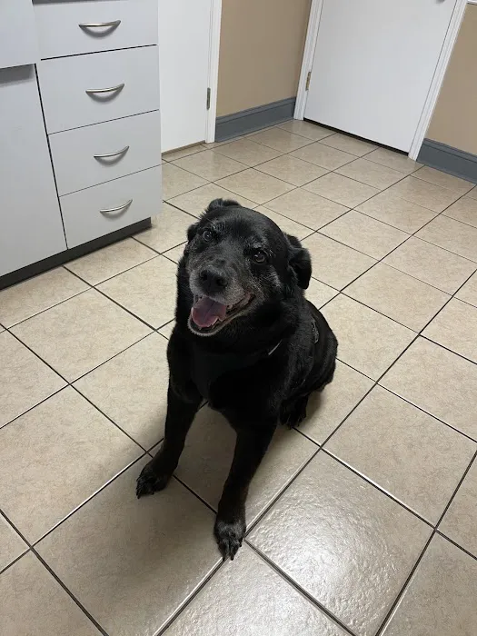 All About Pets Animal Hospital Picture 10
