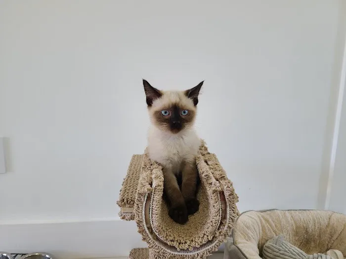 All About Pets Animal Hospital Picture 2