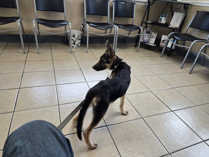 All About Pets Animal Hospital Picture 3