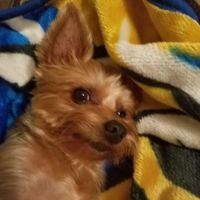 Fairleigh Pet Center ico