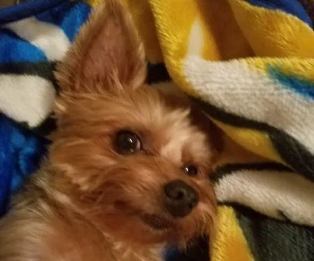Fairleigh Pet Center