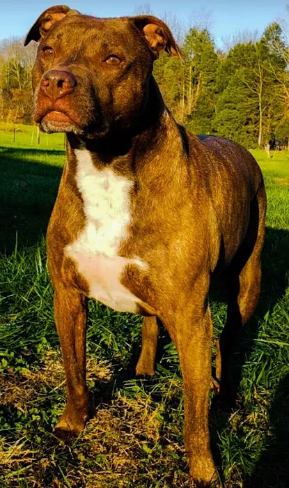 DownHome Veterinary Clinic, LLC Picture 9
