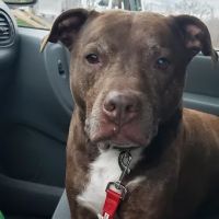 DownHome Veterinary Clinic, LLC ico