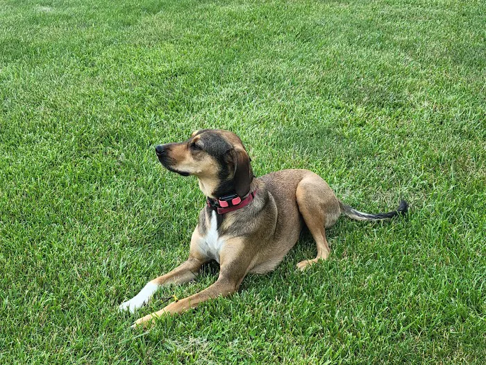 DownHome Veterinary Clinic, LLC Picture 7