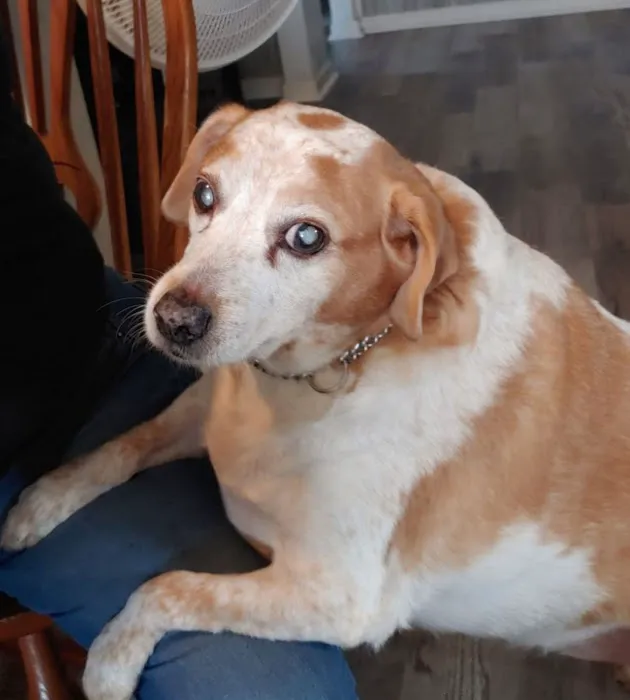 DownHome Veterinary Clinic, LLC Picture 6