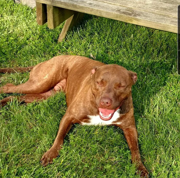 DownHome Veterinary Clinic, LLC Picture 5